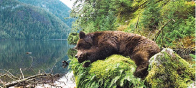 Great Bear Rainforest - Canada