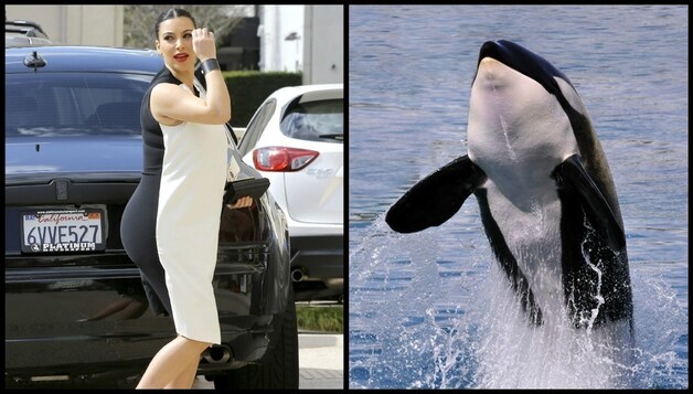 Orkardashian?