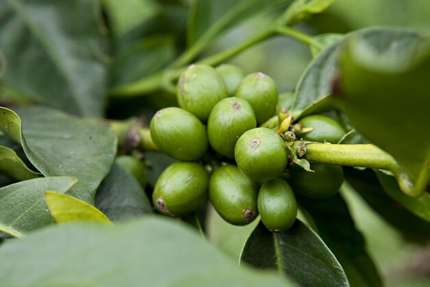 Groene koffiebonen.