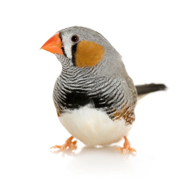 Zebravink