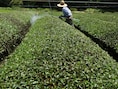 Pesticiden in de landbouw zijn dan toch niet zo onschuldig als iedereen meent