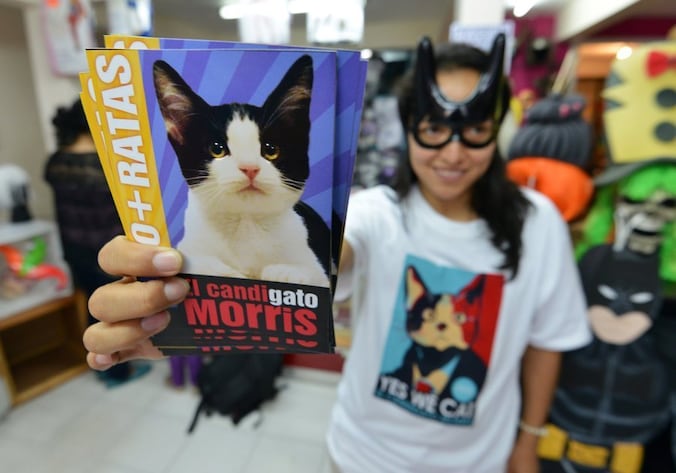 'Yes We Cat'. Stemfolder voor Morris, wellicht de aanstaande burgemeester van Xalapa.
