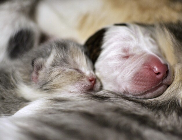 Ook de kittens van Lurlene zien hun nieuwe broertje graag.
