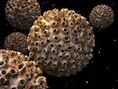 Het humaan papillomavirus.
