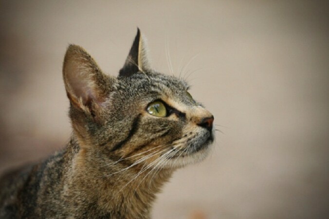 (archieffoto)