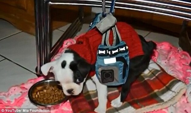Het harnas dat de kleine pup vooruit helpt