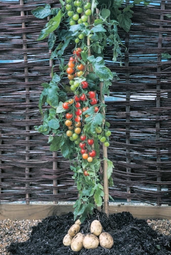 Dit is 'm: de TomTato