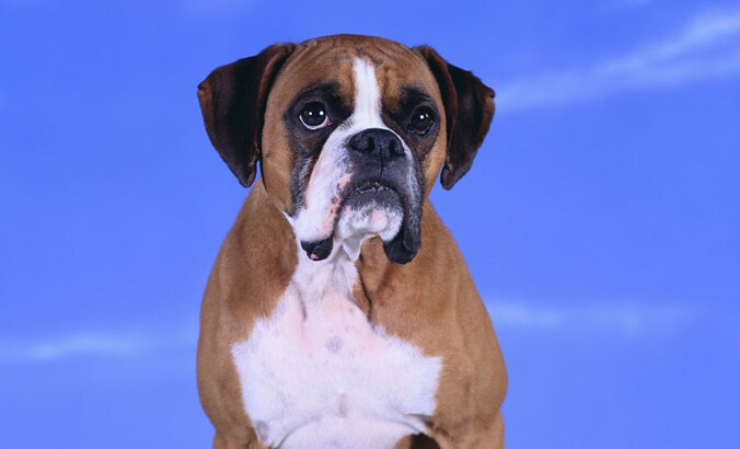 De boxer overleefde de val niet.