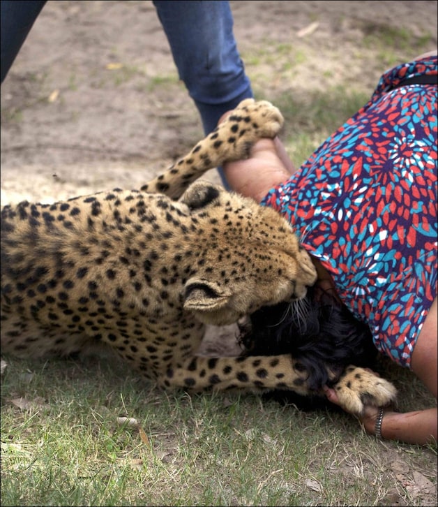 Plots vielen de cheeta's aan.