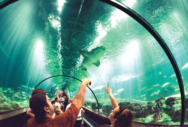 SeaWorld is een aanrader voor jong en oud. In de Glass Tube Aquarium zwemmen de haaien boven je hoofd.
