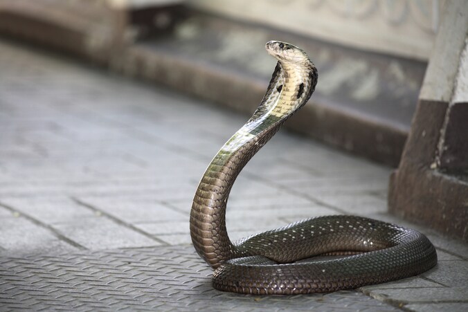 Bloed en vlees van de cobra doet in delen van Azië dienst als afrodisiacum.