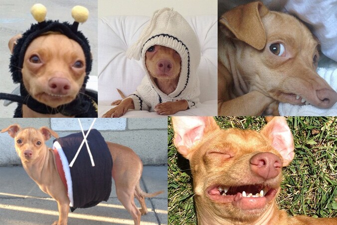 Tuna de hond