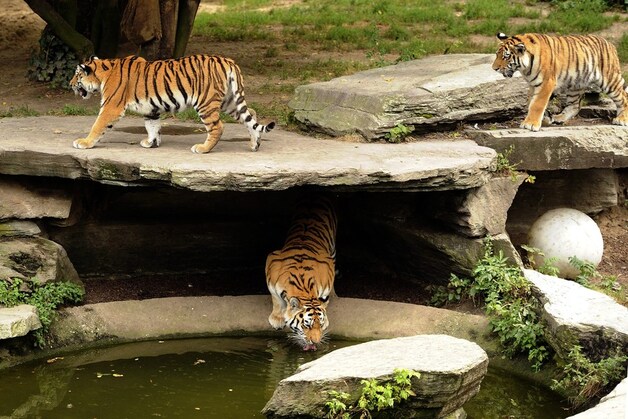 Drie tijgers in hun dierenverblijf in de zoo van Köln.