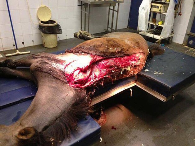 Een gruwelijke foto van het verminkte paard in Beverlo.