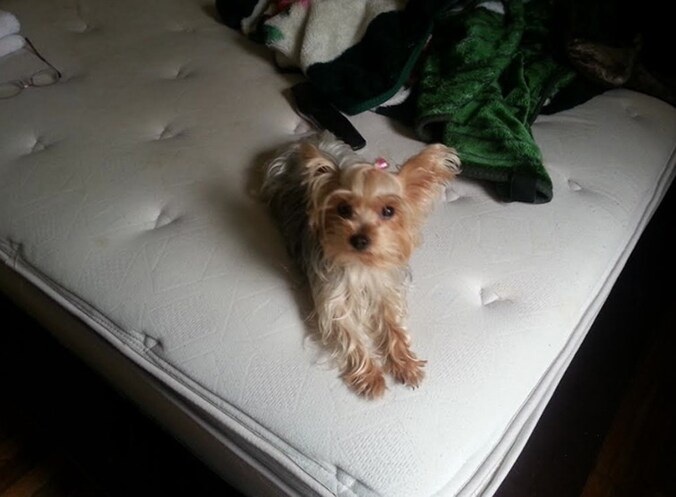 Violet, de gestolen maar inmiddels teruggevonden hond van de vrouw.