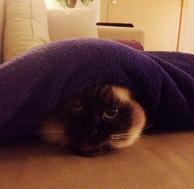 Pebbles