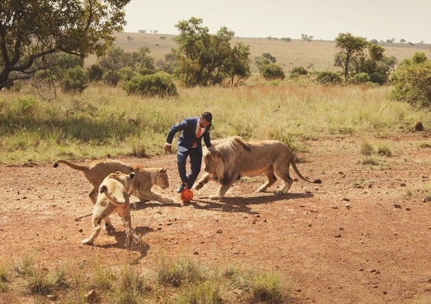Leeuwenfluisteraar Kevin Richardson voetbalt met drie leeuwen