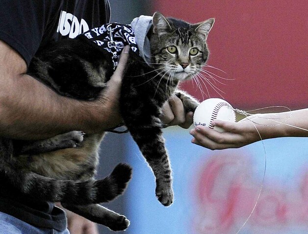 Tara verzorgt samen met baasje Roger Triantafilo de eerste worp voor aanvang van de baseballwedstrijd.