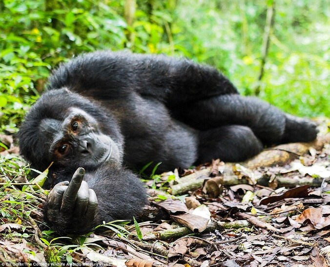 Gekke beesten: deze foto's maken kans op Comedy Wildlife Photography ...