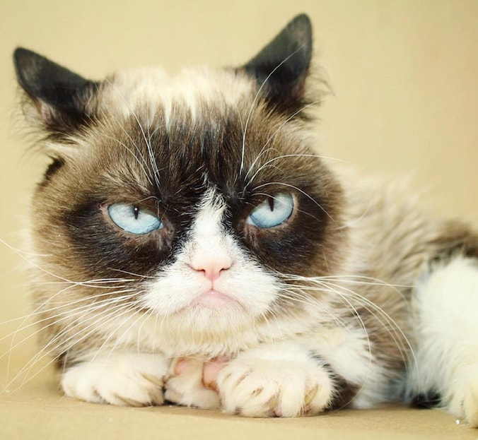 TheOfficialGrumpyCat