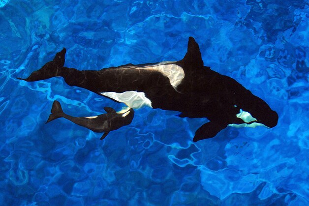 Orka Katina met een pasgeboren kalfje. Tilikum is de vader.