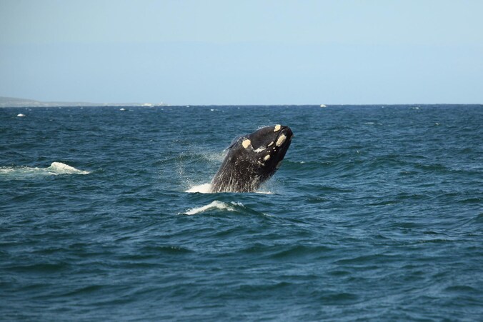 Ter illustratie: Een walvis die uit het water springt