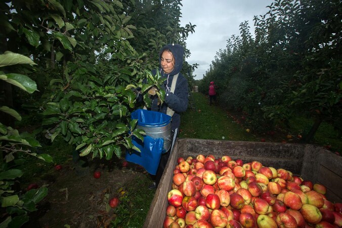 Appels plukken in de boomgaard van Kris Franssens.