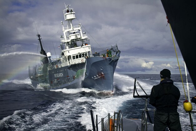 Beelden van vorige campagnes van Sea Shepherd tegen de Japanse walvisjagers in de Zuidelijke IJszee.