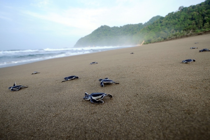 Krapé-schildpadjes verlaten hun nesten en kruipen naar de zee.