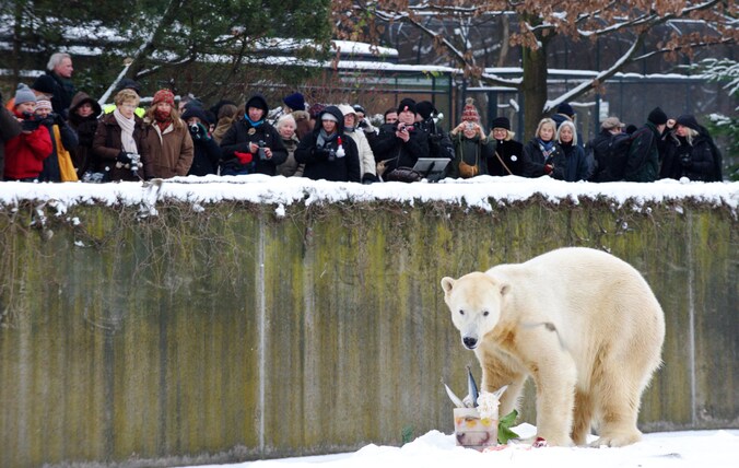 IJsbeer Knut in 2010 tijdens zijn verjaardagsmaaltijd.