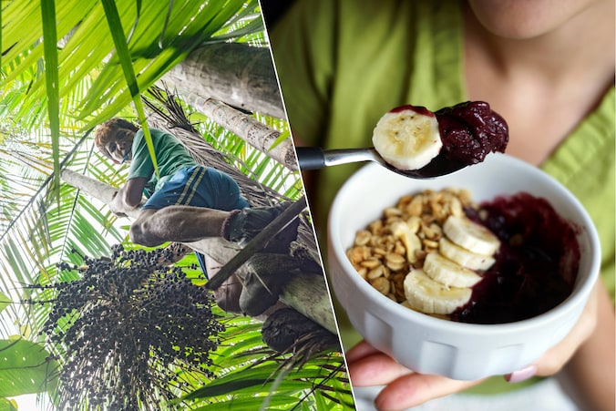  Door de enorme vraag naar de açaíbes is wat ooit een voornamelijk lokale industrie was, veranderd in een internationaal proces dat druk uitoefent op gemeenschappen die afhankelijk zijn van het fruit.