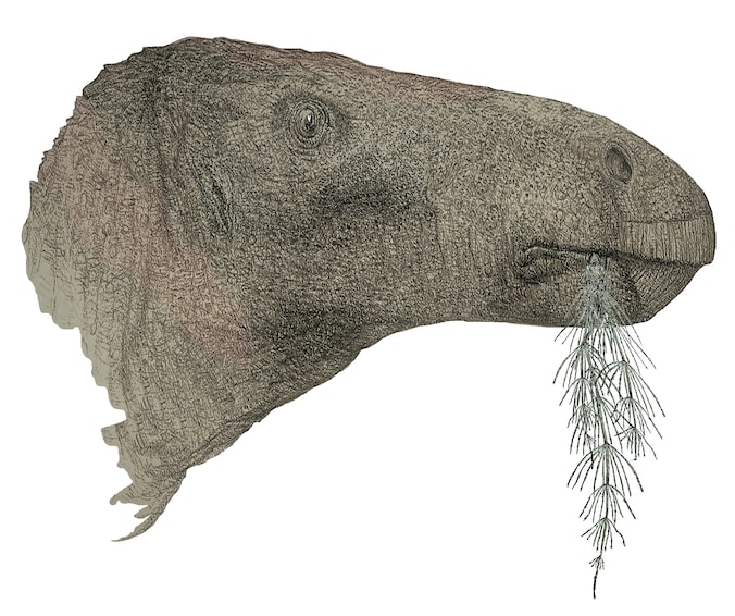 Deze afbeelding toont het werk van kunstenaar John Sibbick van de Comptonatus chasei, een nieuwe plantenetende dinosaurussoort gevonden op Isle of Wight.