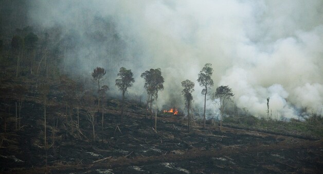 De wouden worden opzettelijk in brand gestoken om nieuwe plantages palmoliebomen aan te leggen.