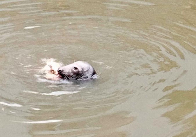 Zeehond aan de Krook
