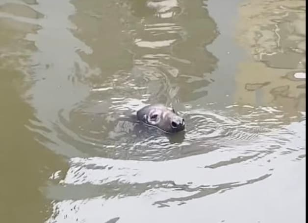 Zeehond aan de Krook