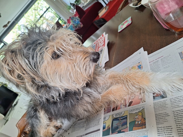 Kobus met de krant.