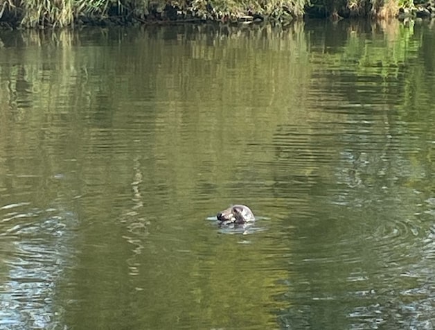 Zeehond gespot in Schipdonkkanaal.