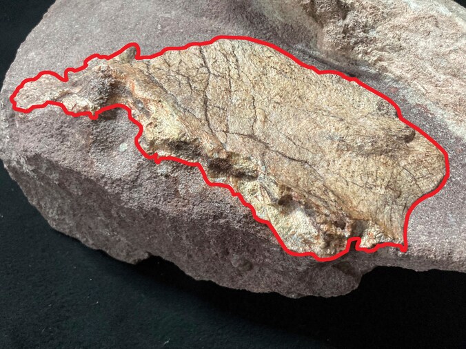 De dinosaurusfossielen die gevonden werden op Port Island.