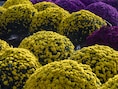 Vleteren voorziet grondpinnen om chrysanten vast te zetten