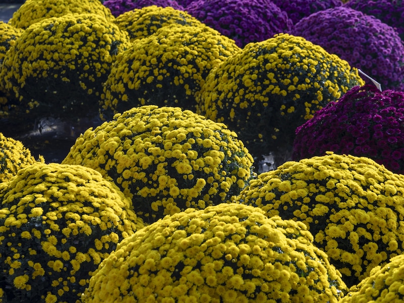 Vleteren voorziet grondpinnen om chrysanten vast te zetten