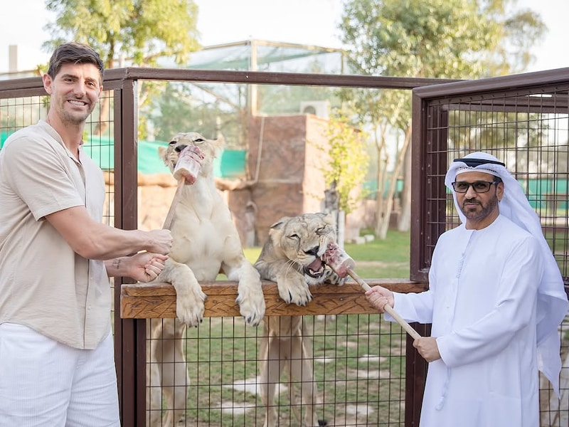 Oog in oog met leeuwen en een beer: Thibaut Courtois waagt zich tussen de wilde dieren in zoo in Dubai