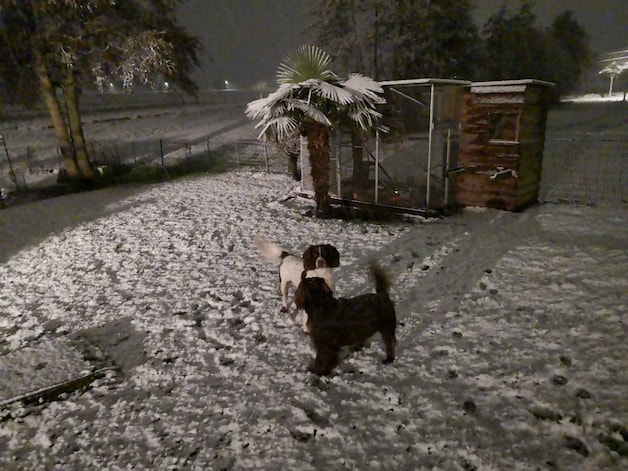 Twee honden in de sneeuw in Otegem
