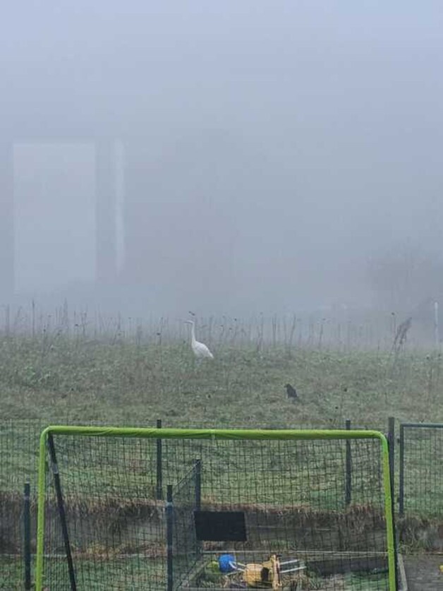 Witte reiger gespot in Halle