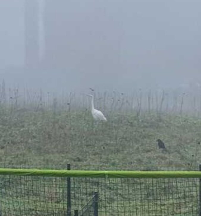 Witte reiger gespot in Halle