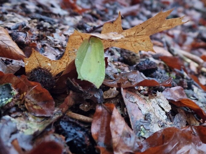 Een groene vlinder schuilt onder een blad voor de regen.