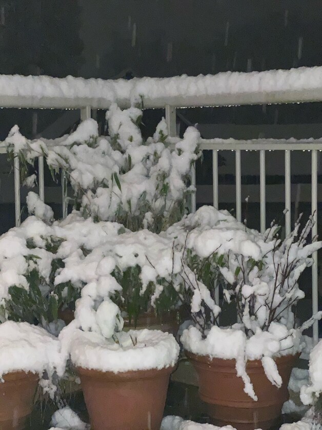 Sneeuw in de tuin