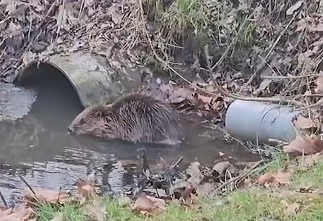 Bever in Willebroek