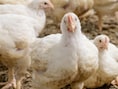 Vogelgriep vastgesteld bij hobbyhouder in Balen