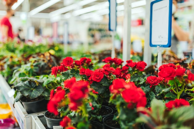 Supermarkten pakken uit met goedkope plantjes, maar zijn die ook  kwalitatief? 10 plantjes voor 2,49 euro? T goedkoop om waar te zijn |  Woon | HLN.be