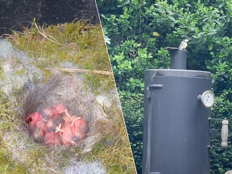KIJK. Nestje koolmezen ontdekt in barbecue in Hasselt